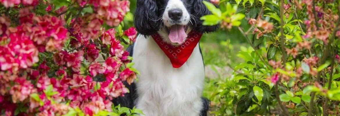 Pet Imagery by Lauren Kaplan Photography