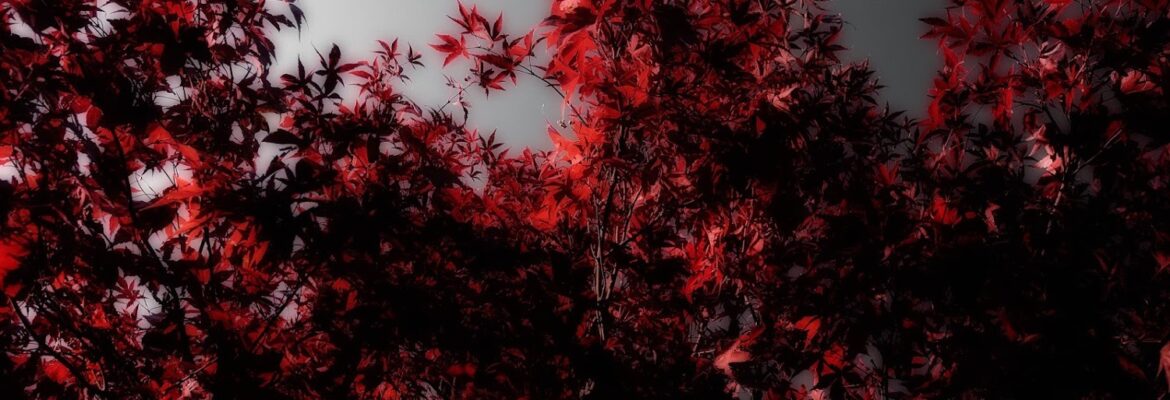 Stephen Baumbach Photography