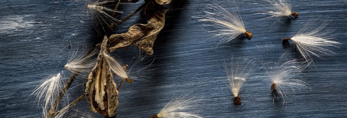 J B Scholl Photography