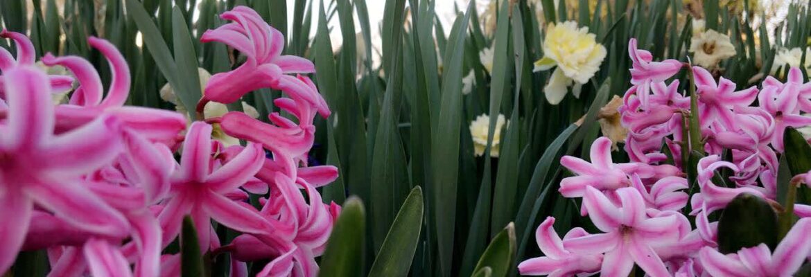 Jaiden Wever Photography