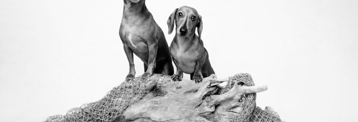 Tail Waggin’ Photography