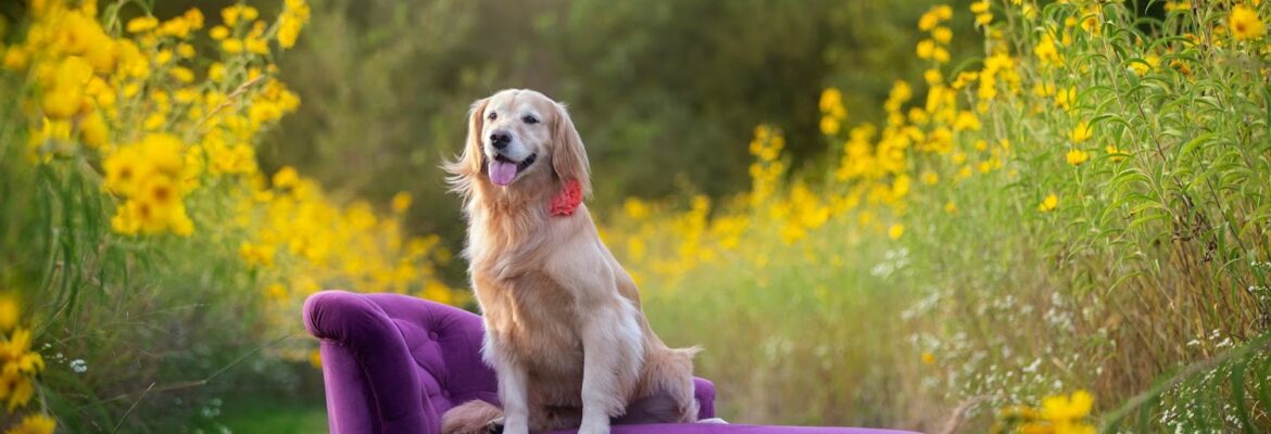 Danielle Nicole Pet Photography