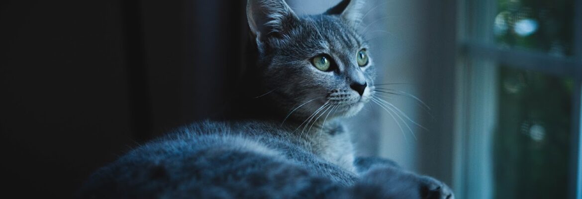 MRM Photography and Video