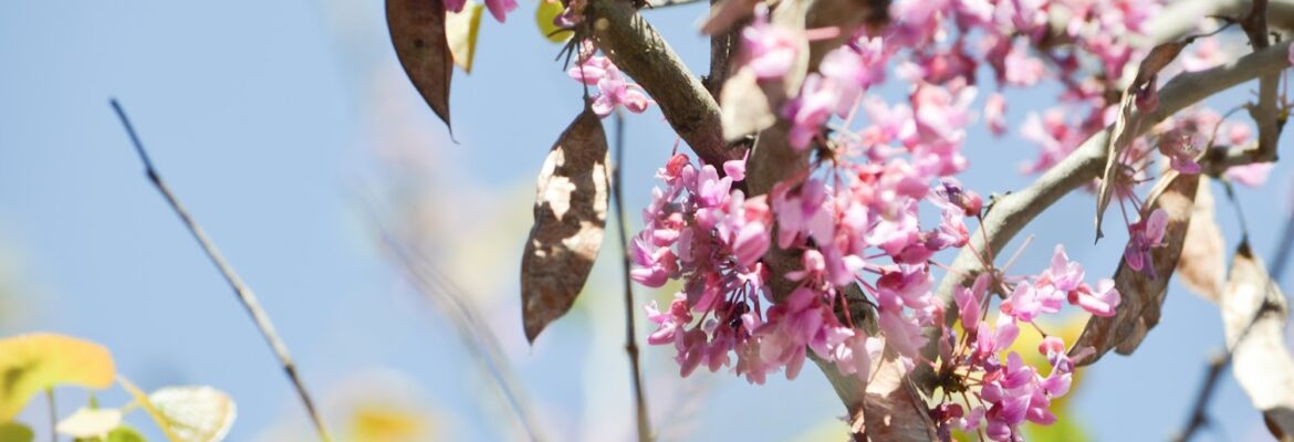 Portraits By Cassandra