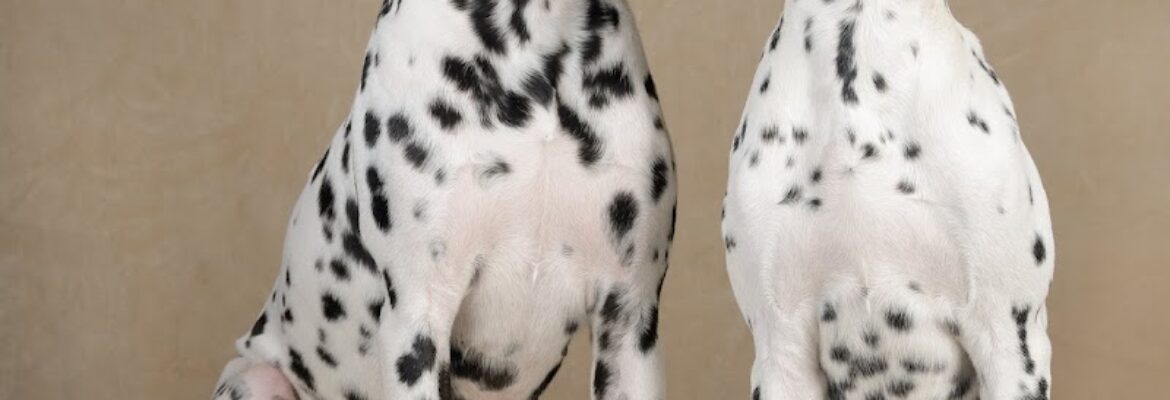 Unleashed Photography