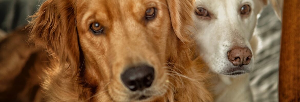 onnie hull photography