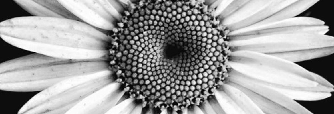 JLF Enchanted Shutter Photography