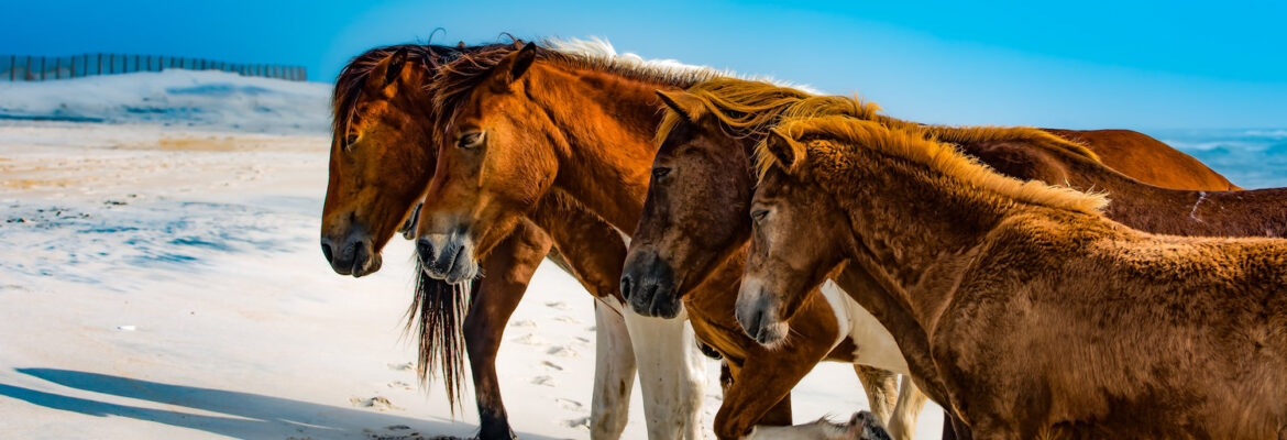 Incisal Art Photography