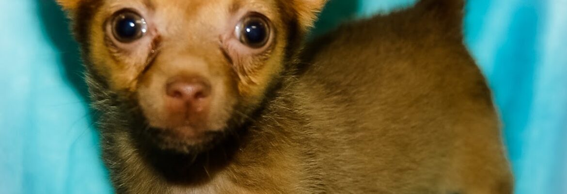 Rosey’s Pet Photography