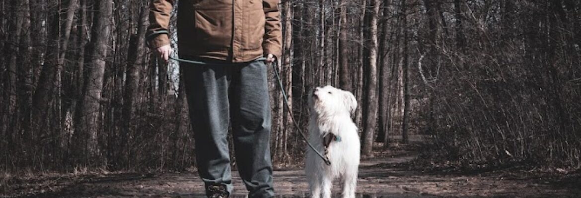 Painted Turtle Productions