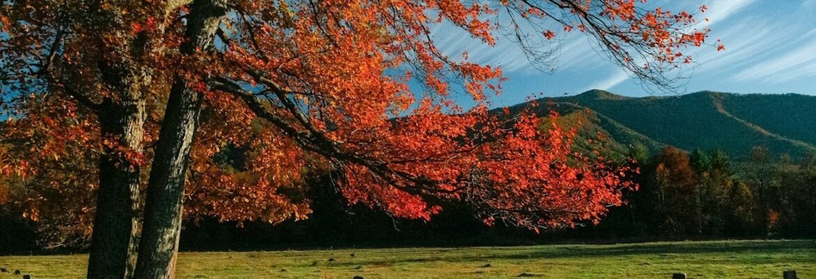 Falls Trace Photography