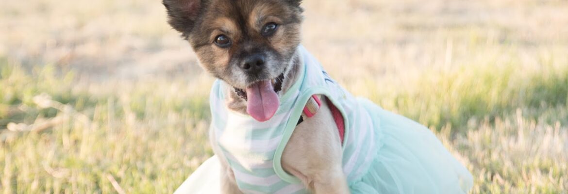 Corrie Graybill Photography