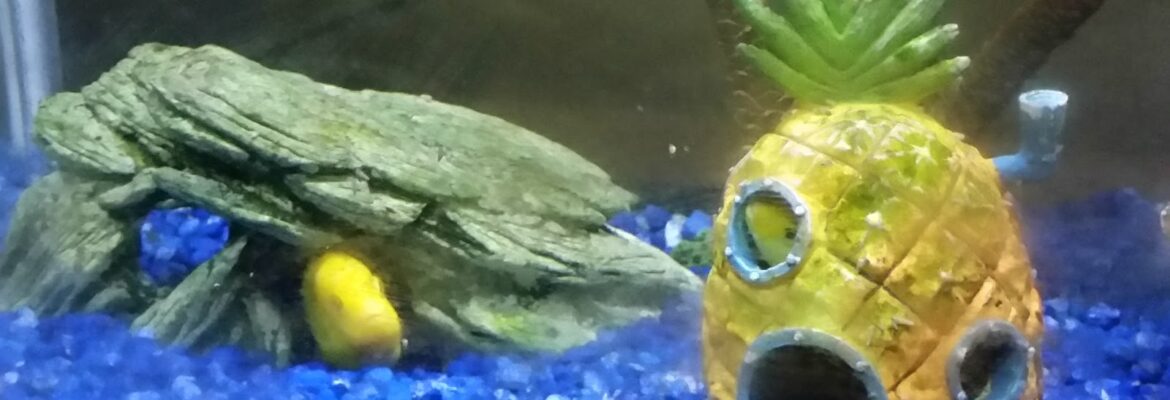 Dan Higgins Photographer