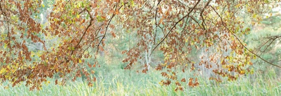 JW Baugh Photography