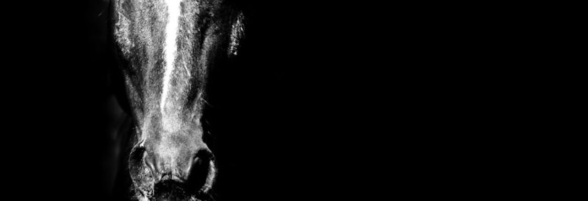 Kathleen Riley Photography