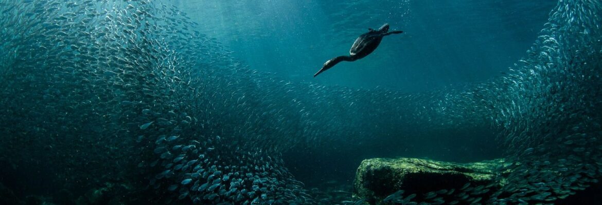 Joanna Lentini Photography LLC