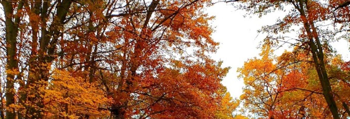 Shockinc Photography and Production