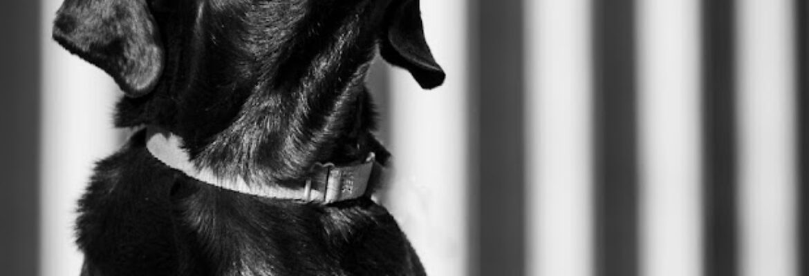 Nashville photographer- Dane Shots