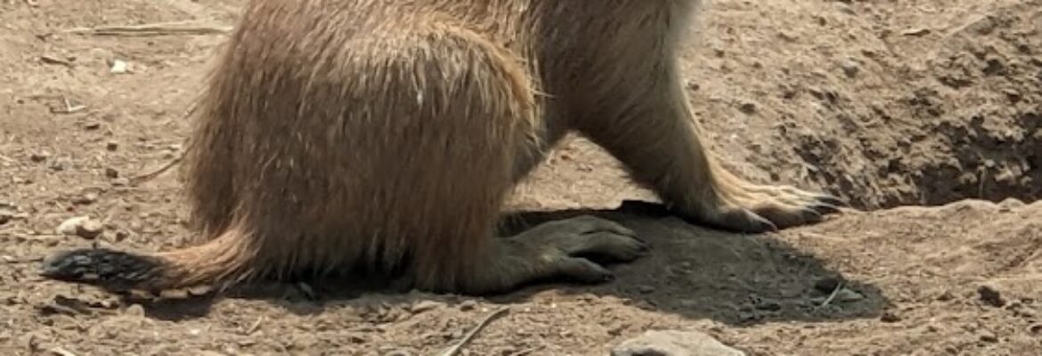 Ryan Crane Photography