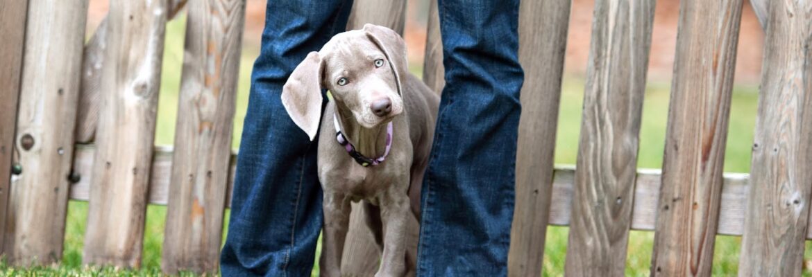 Red Leash Pet Photography