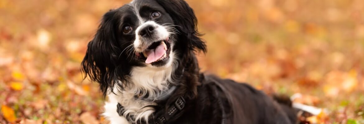 Katalina Photography