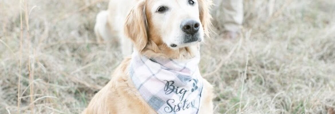 Little Sunshine Photography