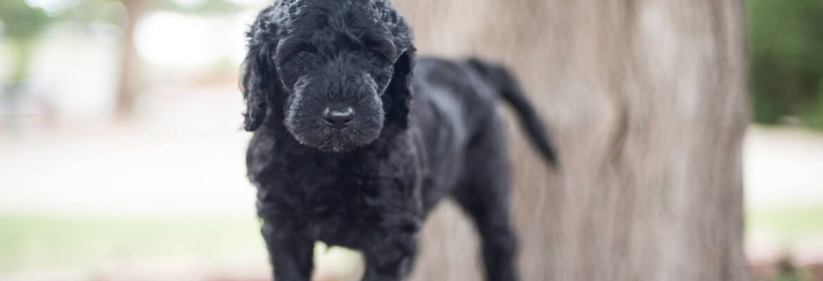 Krizelle Photography