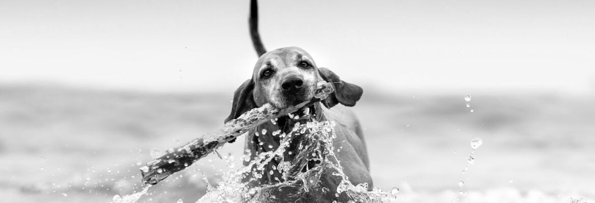 Gone To the Dogs Photography