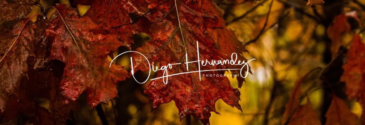 Diego Hernandez Photography