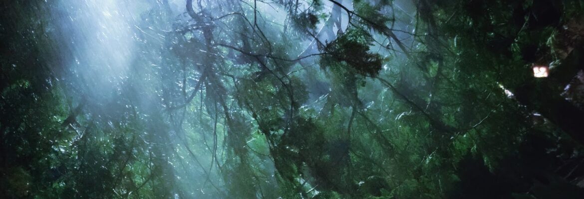 Sunshine Photography