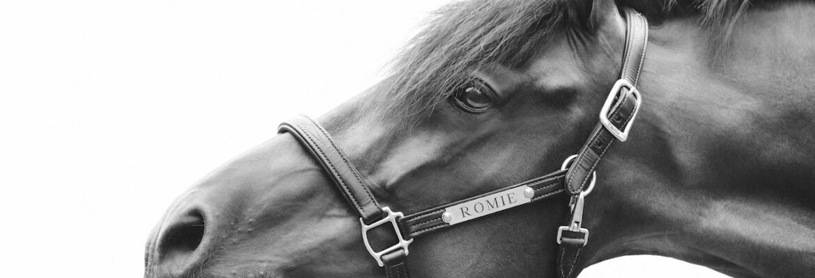 Candace Boissy Photography