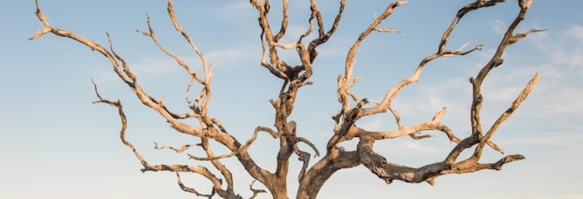 Lifescapes Photography