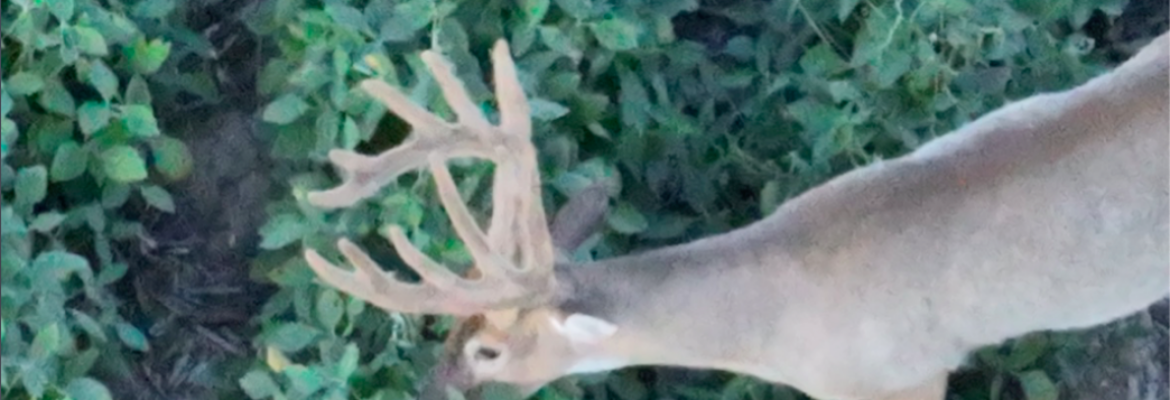 Missouri Drone Deer Recovery