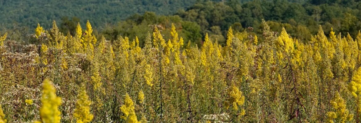 Dan Podsobinski Photography