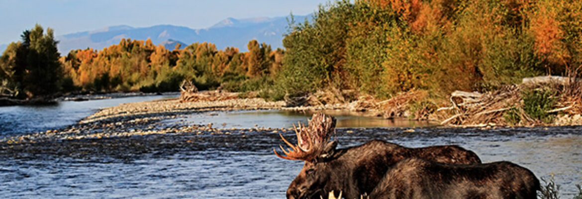 Chagares Photography