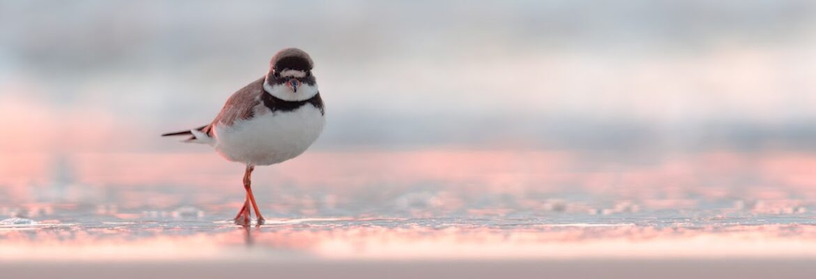 Todd DeWald Photography