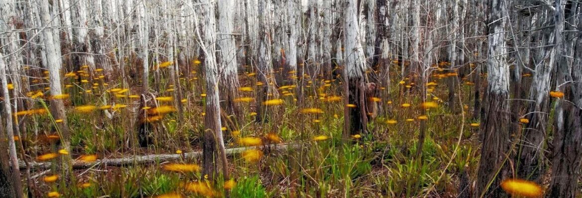 Danielle Austen Photography LLC