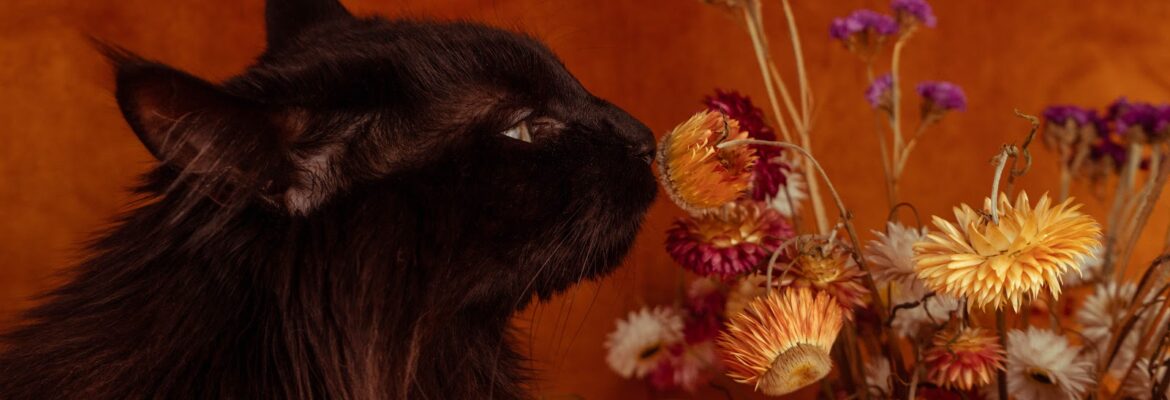 Oneiroi Photography