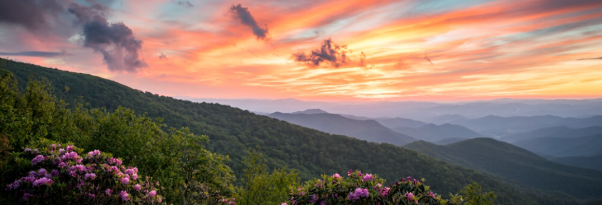 L A Patterson Photography