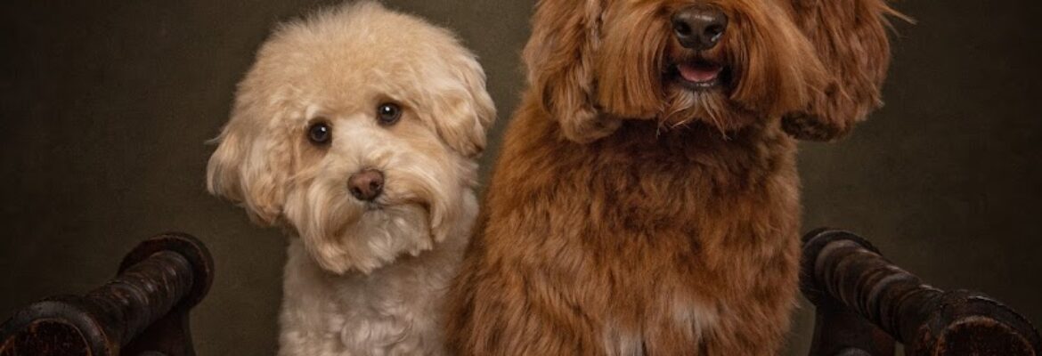 Diana Lundin Fine Art Pet Photographer