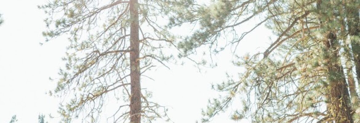 Rebecca Anne Photography