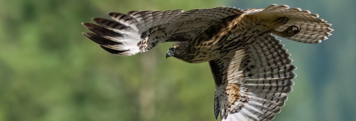 Wendy Trabert Photography