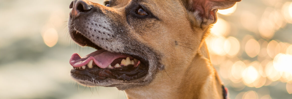 Jesse Gersten Pet Photography