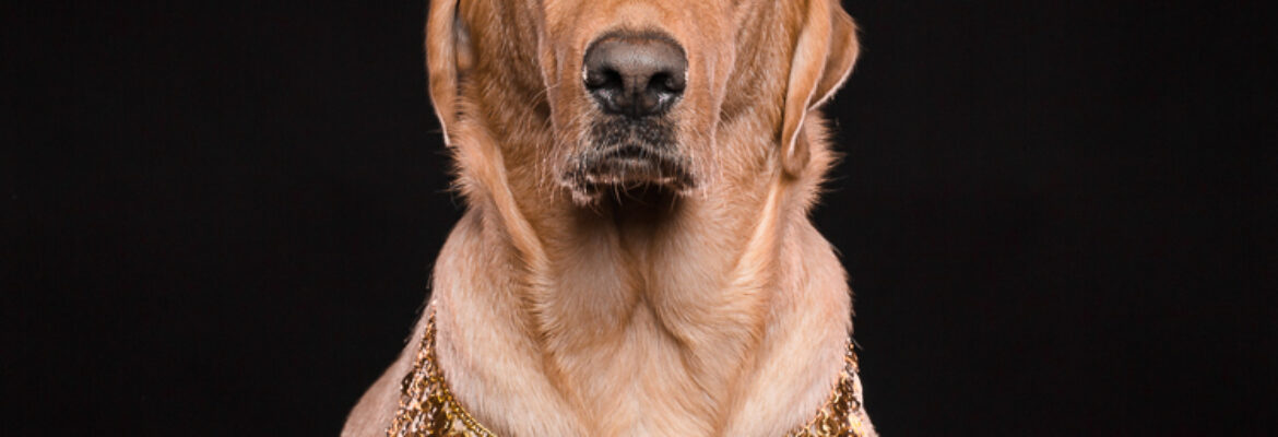 Greg Salvatori Photography