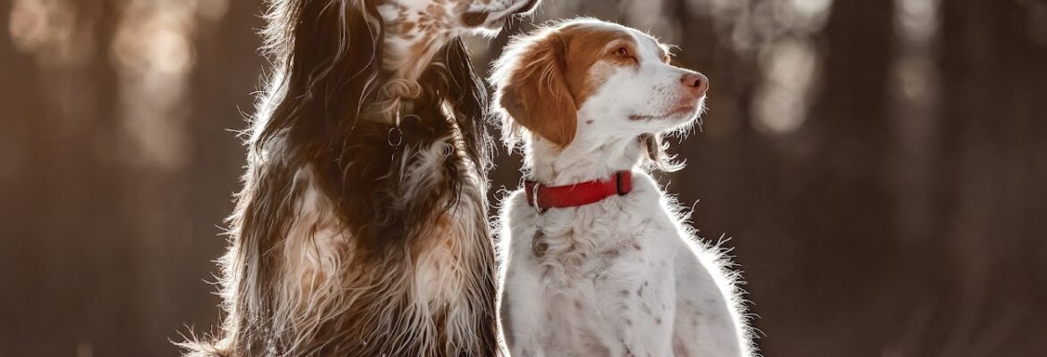 Joni Roberts Pet Photography