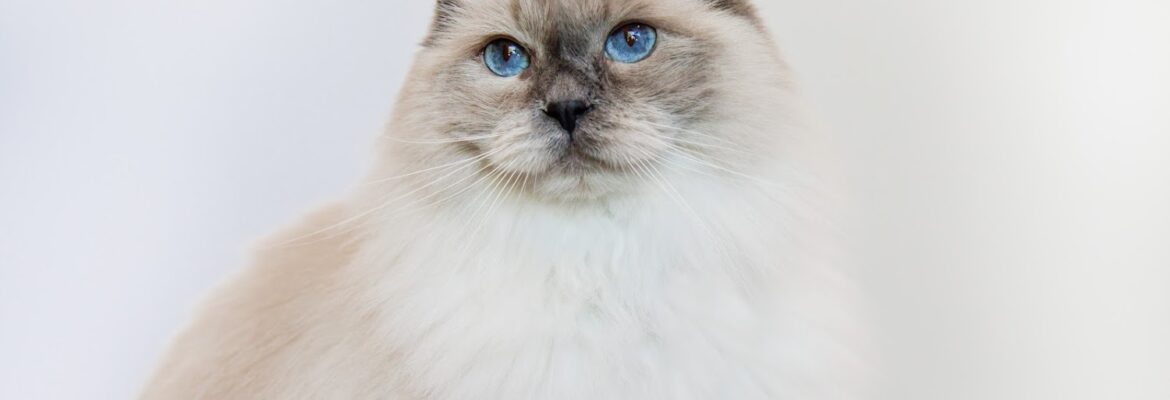 Becksie Hoffman Photography – Headshots & Branding