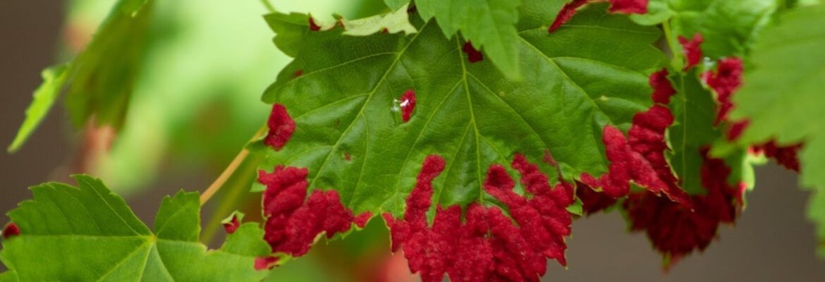 K.Schneider Photography