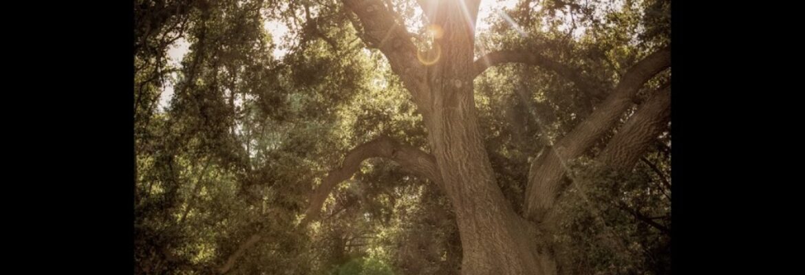 Trevo Creative Studios