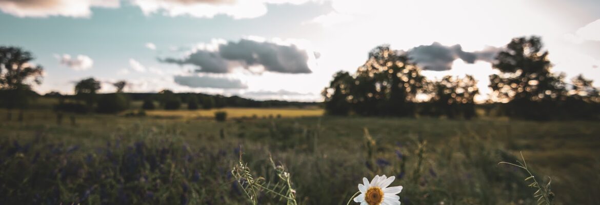 Wilder-Images Photography