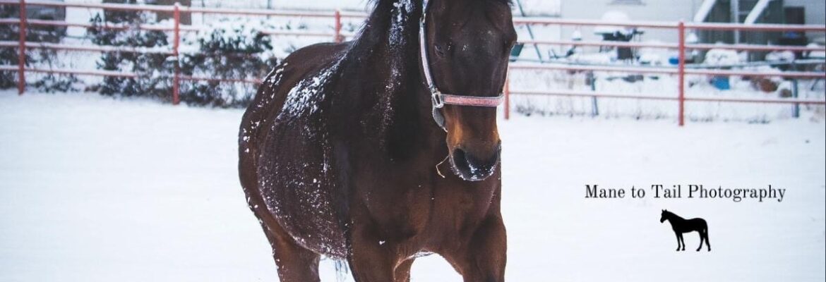 Mane to tail photography